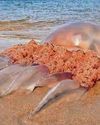 Beware... Scots beaches turning to jellyfish23