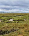 Threatened saltmarshes are vital to beat climate change46