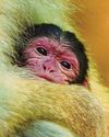 Young un's are getting up to monkey business61