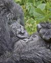 Wildlife having a wild old time60