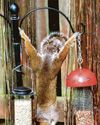 Acrobatic squirrel E goes nuts for a feed48