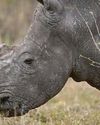 Joy as 'dehorning' cuts rhino poaching by 80%29