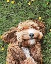 Could womb risk kill dog?56