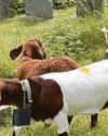 The graveyard that's haunted by goats48