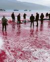 Sea turns blood-red as Faroes' dolphin hunt begin31