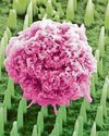 Biopsy brilliance... needles 1,000 times thinner than a hair34