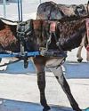 Brits plea to end donkey rides in Spanish hotspot45