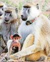 Baboons 'can live longer as daddy's girls'41