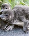 Penguin babies get blue p-p-p-pedicures1