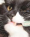Cats and teeth issues42