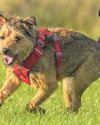 Dogs theft law runs up against MSP objections43