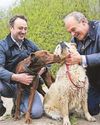 Cruel puppy smugglers facing ban23