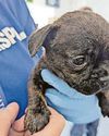 Puppy litter found dumped in bin bag during heatwave37