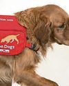 Detection dogs taught to sniff out Parkinson's27