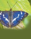A purple patch for giant UK butterfly32