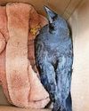 Crow rewards vet's good caws2