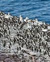 Precious puffins at risk from terror turbines on new wind farm3