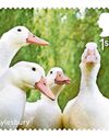 Quacking stamps...but it's bound to be a bill!39