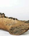 Hippos pottered among us 'far more recently'42