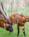 Drum roll please for rare bongo calf40