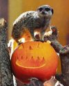 Beastly goings-on for zoos' Halloween26