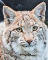 ‘Missing' lynx call of wild20