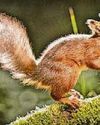 Red squirrel range rises 25% in Highlands 'success story' Red squirrel range rises 25% in Highlands 'success story'25
