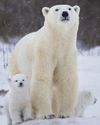Polar bears adapting to live in warmer climates Polar bears adapting to live in warmer climates29