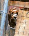 Ban for owner who kept dogs in squalid conditions24