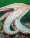 Year of the octopus in UK's warm seas32