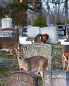 Special Christmas cemetery visit to the deer departed42