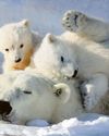 Bear with me while I chill...2