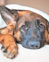 Toilet trouble in dogs47