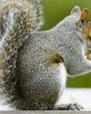 Squirrels have high standards27
