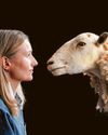Cloned ewe Morag has sheep shape new home at rural life museum26