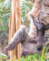 Scotland's first baby sloth Atty named in honour of Sir David Scotland's first baby sloth Atty named in honour of Sir David10