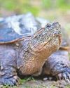 ‘Dangerous’ turtle alert at Swansea beauty spot ‘Dangerous’ turtle alert at Swansea beauty spot24