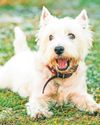 Go Westie for research Go Westie for research42