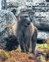 Baboon human clash intensifies Baboon human clash intensifies