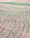 Swartland Gazette