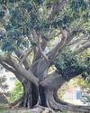 Plant a tree, or 10 million, on Heritage Day5