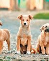 KINDNESS TOWARD STRAYS KINDNESS TOWARD STRAYS
