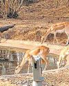 Wildlife census scheduled on Vaishakh Purnima Wildlife census scheduled on Vaishakh Purnima