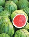 Crisis in watermelon seed processing Ind.8