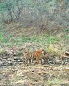 Chambal Sanctuary sees successful Gharial nesting7