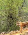 Sariska roars with three new cubs from tigress ST-3016