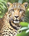 Int'l Leopard Day: Raj boasts of 925 leopards but their conflict with men must end for safety4