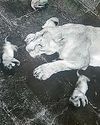 Female cub bom to lioness Tara dies at Nahargarh Park Female cub bom to lioness Tara dies at Nahargarh Park