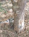 Tigress suspected of killing 2 humans, tranquillised10