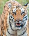 RANTHAMBHORE Tiger Reserve38